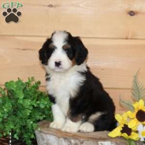Blueberry – F1, Bernedoodle Puppy